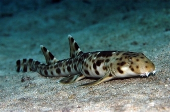 اكتشاف 52 الأنواع البحرية الجديدة Captjak10209180431indonesia_underwater_discoveries_jak102