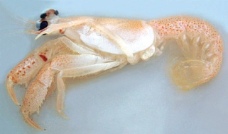 12 con vật thời đồ đá còn sống tới giờ ! Jurassic-shrimp